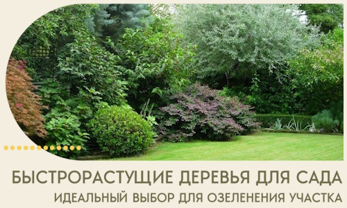 Быстрорастущие деревья для сада идеальный выбор в Элисте