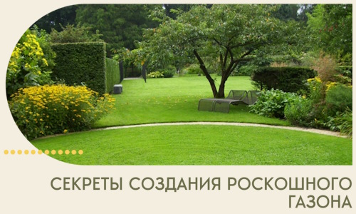 Секреты создания роскошного газона в Элисте